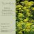 Patrinia Scabiosifolia - Aranycsipke