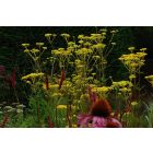 Patrinia Scabiosifolia - Aranycsipke