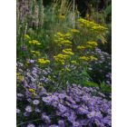 Patrinia Scabiosifolia - Aranycsipke