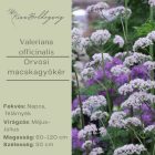 Valeriana officinalis - Orvosi macskagyökér
