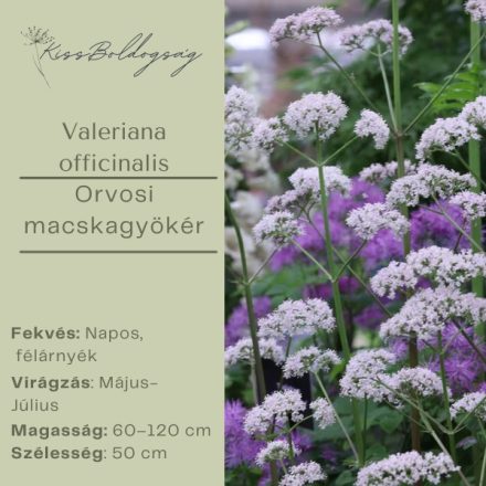 Valeriana officinalis - Orvosi macskagyökér