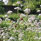 Valeriana officinalis - Orvosi macskagyökér