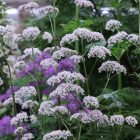 Valeriana officinalis - Orvosi macskagyökér