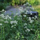 Valeriana officinalis - Orvosi macskagyökér
