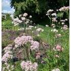 Valeriana officinalis - Orvosi macskagyökér