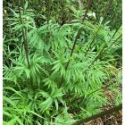 Valeriana officinalis - Orvosi macskagyökér