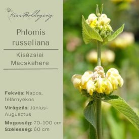 Phlomis russeliana - Kis-ázsiai Macskahere