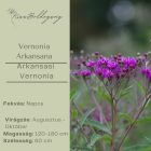 Vernonia arkansana - Arkansasi Vernonia
