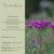 Vernonia arkansana - Arkansasi Vernonia