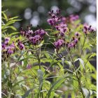 Vernonia arkansana - Arkansasi Vernonia
