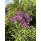 Vernonia arkansana - Arkansasi Vernonia