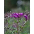 Vernonia arkansana - Arkansasi Vernonia
