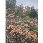 Vernonia arkansana - Arkansasi Vernonia