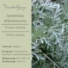 Artemisia arborescens ‘Powis Castle’ - Hamisüröm
