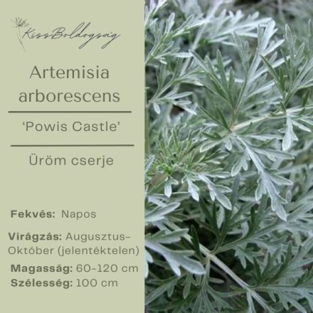 Artemisia arborescens ‘Powis Castle’ - Hamisüröm