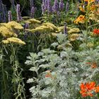 Artemisia arborescens ‘Powis Castle’ - Hamisüröm