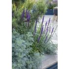 Artemisia arborescens ‘Powis Castle’ - Hamisüröm