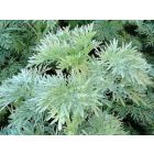 Artemisia arborescens ‘Powis Castle’ - Hamisüröm