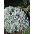Artemisia arborescens ‘Powis Castle’ - Hamisüröm