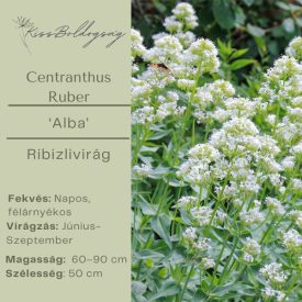 Centranthus ruber 'Alba'- Ribizlivirág
