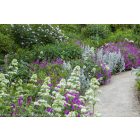 Centranthus ruber 'Alba'- Ribizlivirág fehér