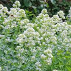 Centranthus ruber 'Alba'- Ribizlivirág fehér