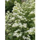 Centranthus ruber 'Alba'- Ribizlivirág fehér