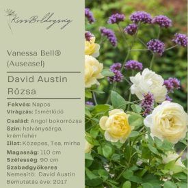 Vanessa Bell (Auseasel)- Angol bokorrózsa