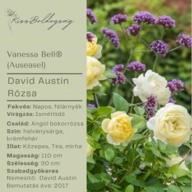 Vanessa Bell (Auseasel)- Angol bokorrózsa