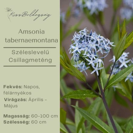 Amsonia tabernaemontana - Széleslevelű Csillagmeténg