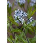 Amsonia tabernaemontana - Széleslevelű Csillagmeténg