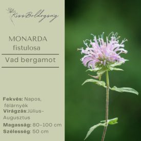 Monarda Fistulosa - Vad bergamot