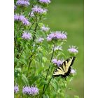 Monarda Fistulosa - Vad bergamot