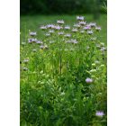 Monarda Fistulosa - Vad bergamot