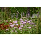 Monarda Fistulosa - Vad bergamot