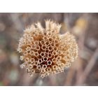 Monarda Fistulosa - Vad bergamot