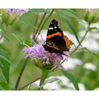 Monarda Fistulosa - Vad bergamot