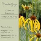 Echinacea Paradoxa - Sárga Kasvirág