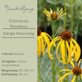 Echinacea Paradoxa - Sárga Kasvirág