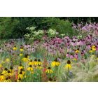 Echinacea Paradoxa - Sárga Kasvirág