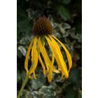 Echinacea Paradoxa - Sárga Kasvirág