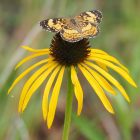 Echinacea Paradoxa - Sárga Kasvirág