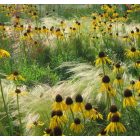Echinacea Paradoxa - Sárga Kasvirág