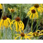 Echinacea Paradoxa - Sárga Kasvirág