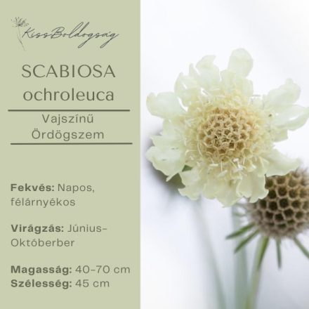 Scabiosa Ochroleuca - Vajszínű Ördögszem