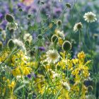 Scabiosa Ochroleuca - Vajszínű Ördögszem