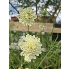 Scabiosa Ochroleuca - Vajszínű Ördögszem