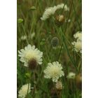 Scabiosa Ochroleuca - Vajszínű Ördögszem