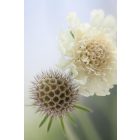 Scabiosa Ochroleuca - Vajszínű Ördögszem