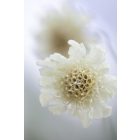 Scabiosa Ochroleuca - Vajszínű Ördögszem